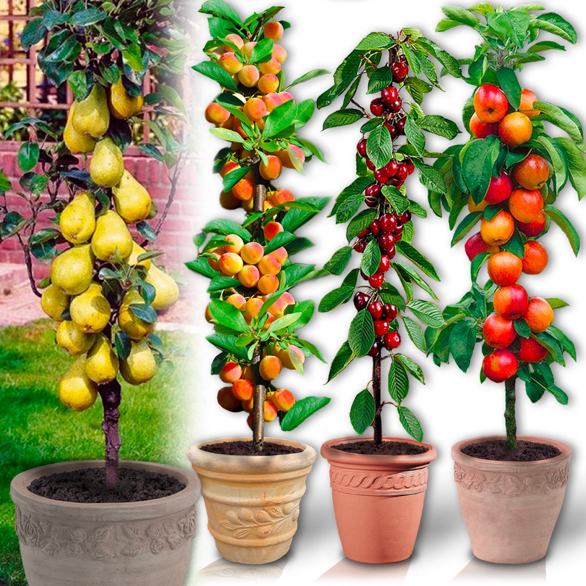 Set van 4 + 1 zuilfruitbomen