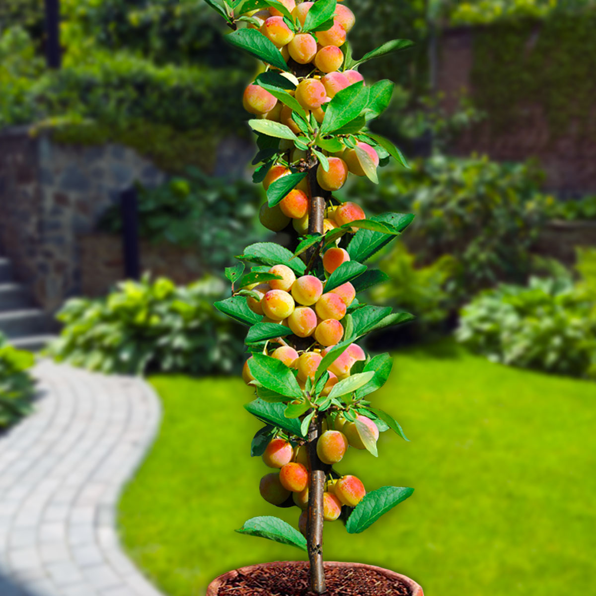 Set van 6 zuilfruitbomen