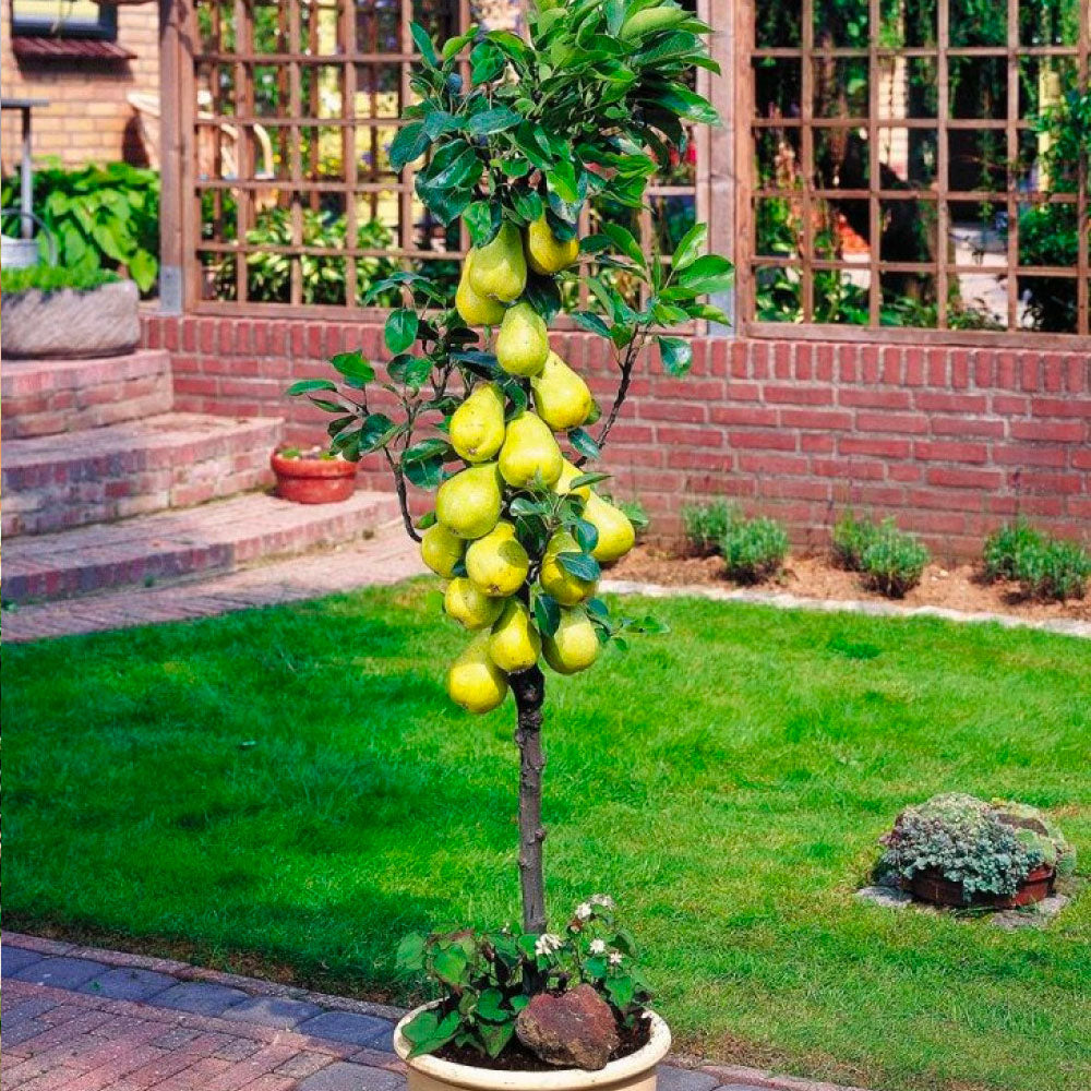 Set van 4 zuilfruitbomen