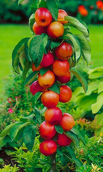 Zuilappelboom ‘Idared’