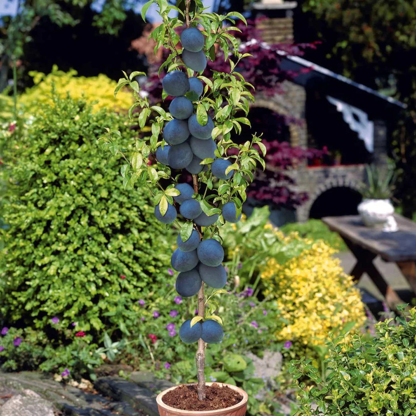 Set van 6 + 2 zuilfruitbomen