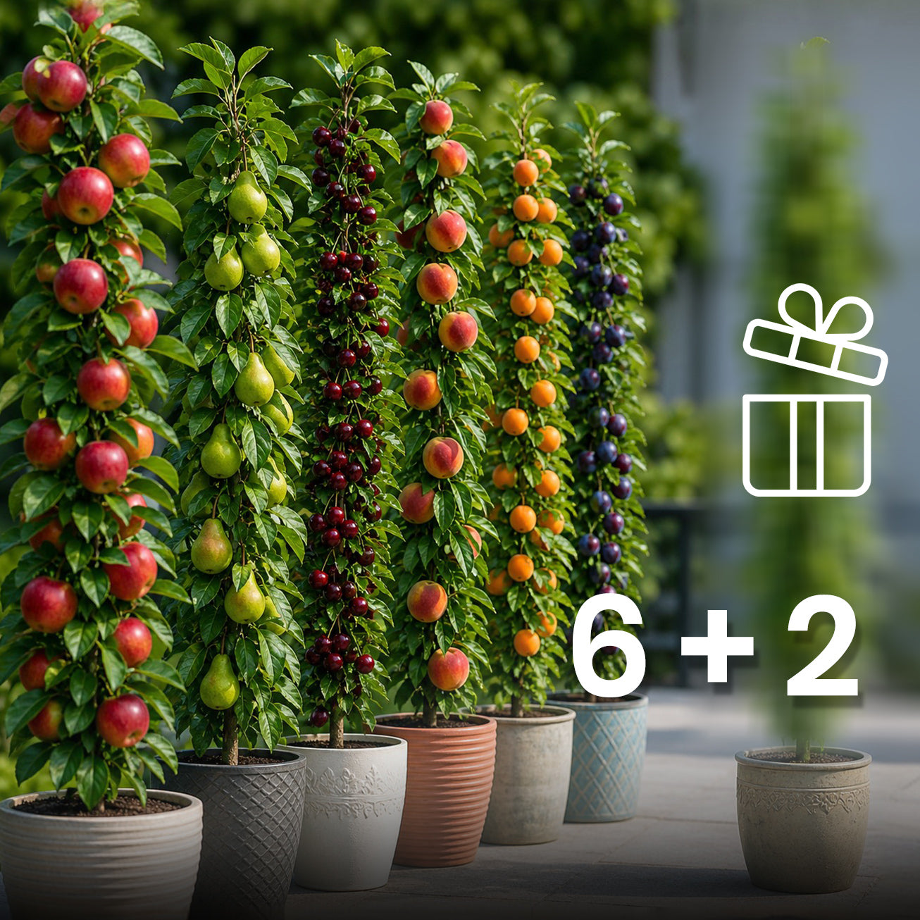 Set van 6 + 2 zuilfruitbomen