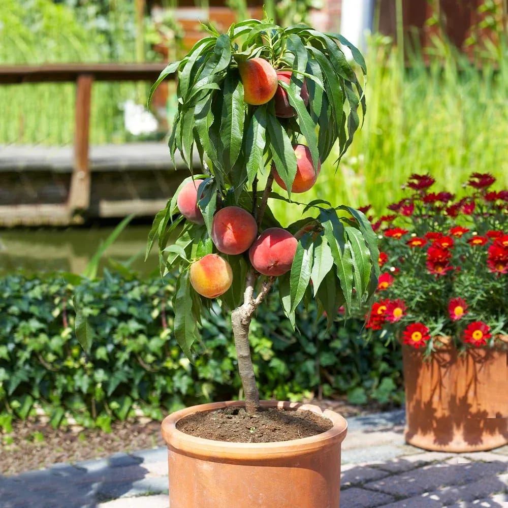 Set van 6 + 2 zuilfruitbomen