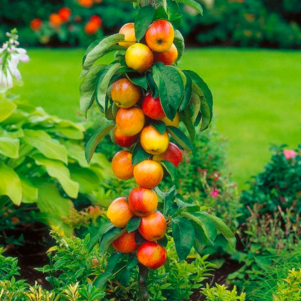 Set van 4 + 1 zuilfruitbomen