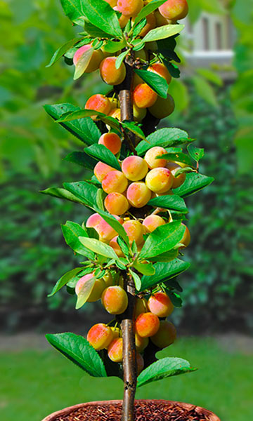 Perzik-abrikoosboom 'Roxana'