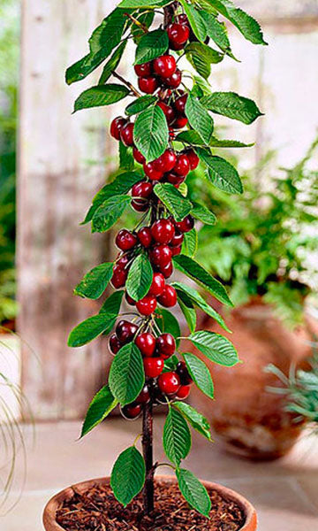 Zuilekersenboom 'Burlat'