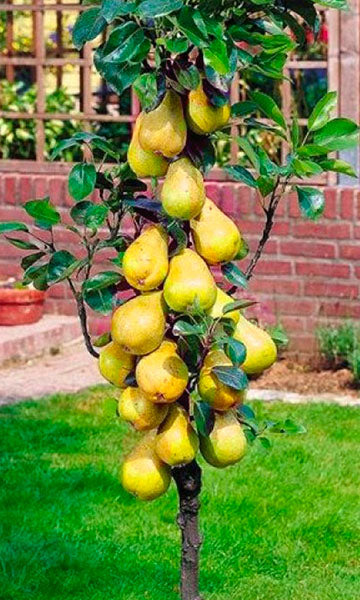 Zuilaarperenboom "Williams"