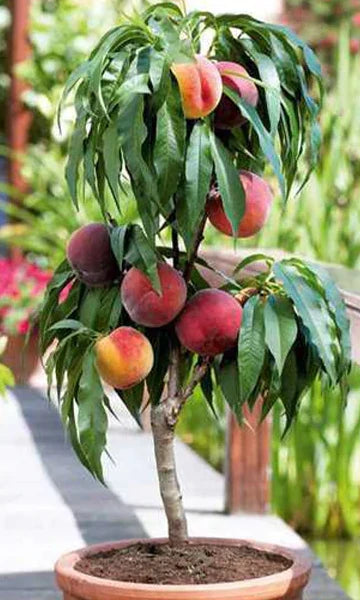 Zuilperzikboom ‘Persica’