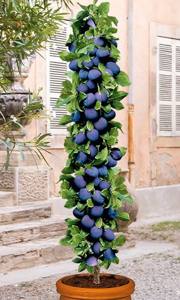 Zuilenpruimenboom 'Stanley'