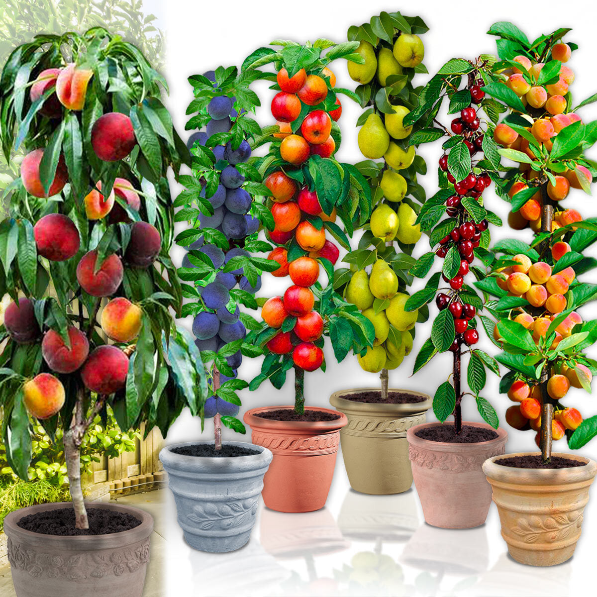 Set van 6 + 2 zuilfruitbomen